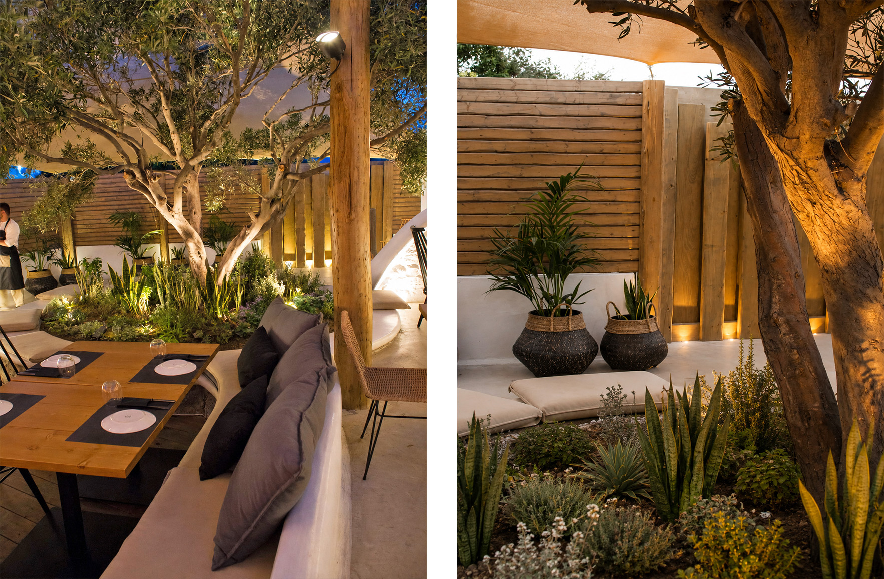 Sansevieria, olive tree and Mediterranean plants arranged around an olive tree in an outdoor restaurant with built-in seating
